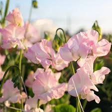 Light Pink flower seeds