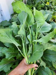 Kai Lan Seeds for Planting – Chinese Broccoli Garden Seeds
