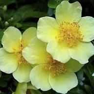 Xanthina Rose flower seeds