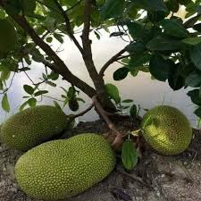 Jackfruit Fruit Seeds for Planting – Heirloom Non-GMO Garden Seeds