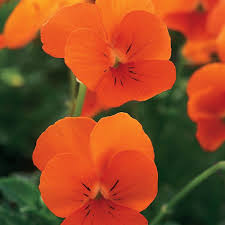 Orange Viola flower seeds