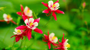 Red Green flower seeds
