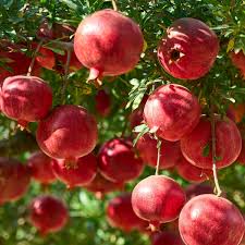 pomegranate seeds