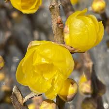 Yellow Chimonanthus flower seeds