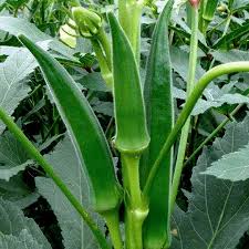 Green Okra Seeds for Planting – Heirloom Garden Seeds