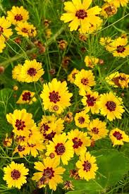 Yellow Coreopsis Flower Seeds for Planting – Heirloom Non-GMO Wildflower Garden Seeds