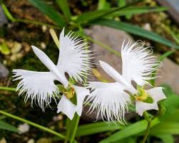 Egret Orchid flower seeds