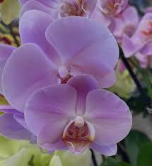Violet Butterfly flower seeds