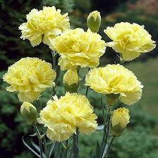 Light Yellow flower seeds