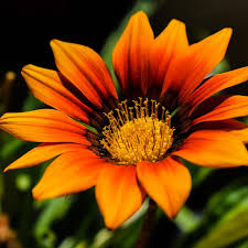 Red Orange flower seeds