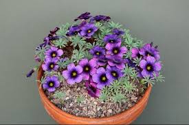 Blue Oxalis flower seeds