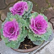 Violet Brassica flower seeds