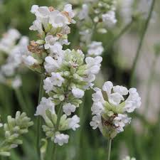 Lavender Lacy flower seeds