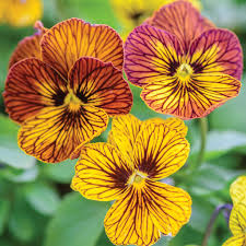Viola Tiger flower seeds
