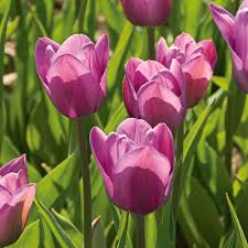 Violet Tulip flower seeds