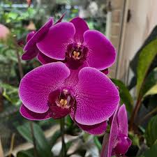 Purple Phalaenopsis flower seeds