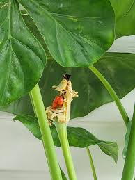 Leaf Alocasia flower seeds
