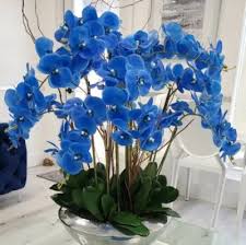 Blue Cymbidium flower seeds