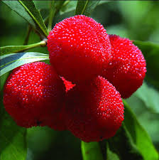 Arbutus Fruit Seeds for Planting – Heirloom Non-GMO Garden Seeds