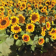 Yellow Brown flower seeds