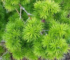 Myriocladus flower seeds