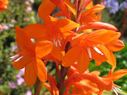 Bugle Lily flower seeds
