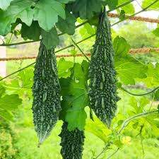 Bitter Gourd Seeds for Planting – Heirloom Non-GMO Garden Seeds