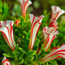 Red White flower seeds