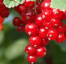 red currant seeds