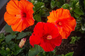 Dark Orange flower seeds