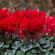 Red Cyclamen flower seeds
