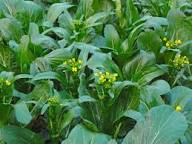 Choy Sum Seeds