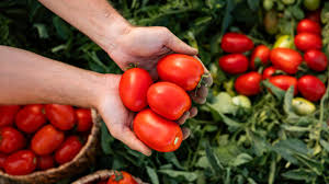 Grushovka Tomato Seeds