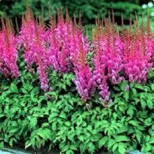 Purple Astilbe flower seeds
