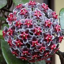 Dark Purple flower seeds