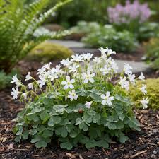 White Oxalis flower seeds