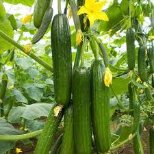 Dark Green Cucumber Seeds for Planting – Heirloom Non-GMO Garden Seeds