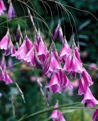 Lavender Dierama Flower Seeds for Planting – Heirloom Non-GMO Garden Seeds
