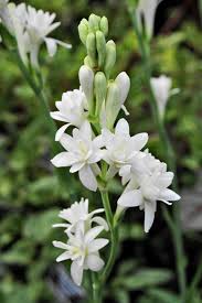 White Fragrant flower seeds