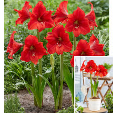 Maroon Amaryllis flower seeds