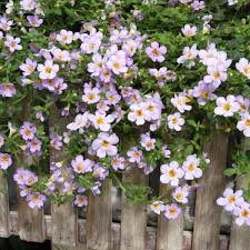 Bacopa Blutopia flower seeds