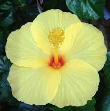 Light Yellow flower seeds