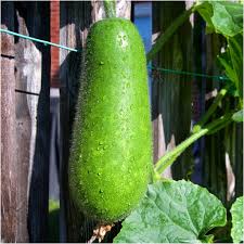 Hairy Gourd Seeds for Planting – Heirloom Garden Seeds