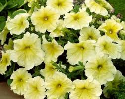 Yellow White flower seeds
