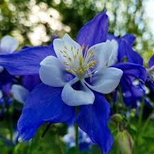 Blue Aquilegia flower seeds