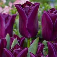 Dark Purple flower seeds