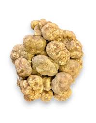 Truffle Mushroom Spores