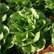 Bibb Lettuce Seeds for Planting – Heirloom Butterhead Lettuce Seeds