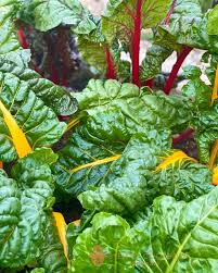 Swiss Chard Seeds for Planting – Heirloom Leafy Vegetable Seeds