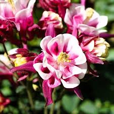 Winky Double flower seeds